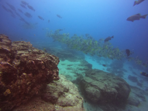 Diving Santa Cruz Floreana Dive Site