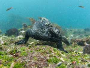 Galapagos Dive and Land Tours package