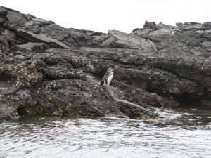 Galapagos Penguin Bartolome Land Tour