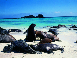 Gardner Bay Tour Galapagos