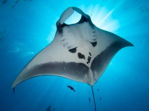 Manta Ray Diving Tours Galapagos