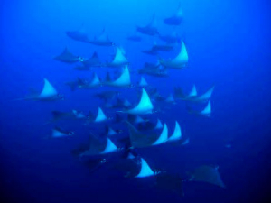 Rays Diving Tours Galapagos