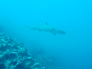 Shark Gordon Rocks Galapagos