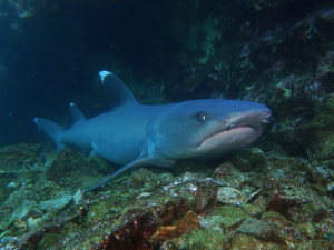 White tip reef shark Galapagos Dive Package