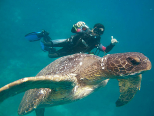 Daily Diving Tours Galapagos Turtle