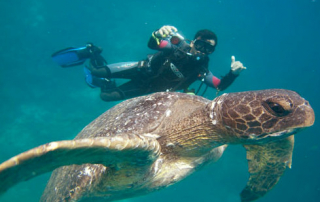 Daily Diving Tours Galapagos Turtle