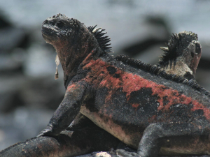 Green-redish iguanas Espanola island tour Galapagos
