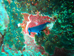 Nudibranch Daily Diving Trips Galapagos