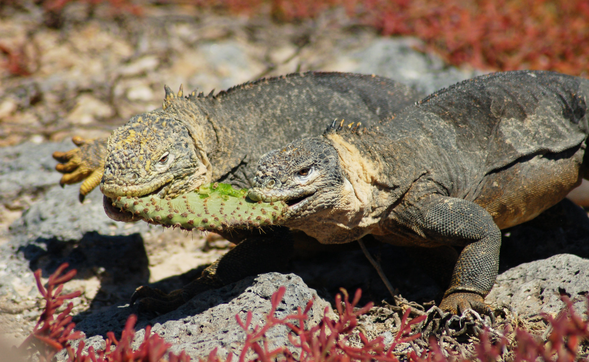 Scuba Iguana Land Tours Galapagos