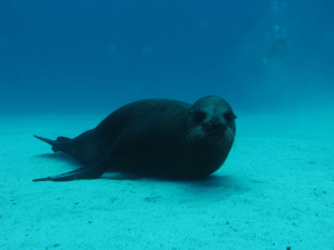 Sea Lion Daily Diving Tours Galapagos
