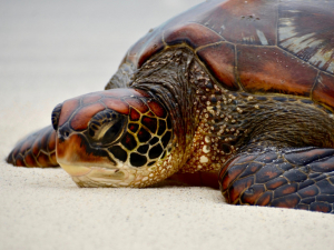 Turtle Bartolome land tour Galapagos