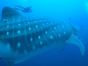 Whale Shark Galapagos Daily Dive Trips