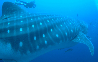 Whale Shark Galapagos Daily Dive Trips