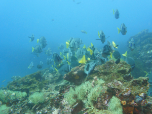 Dive Site Bartolome Galapagos