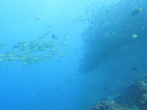 Dive Sites from Santa Cruz Floreana
