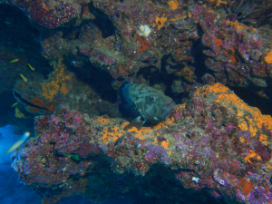Diving Bartolome Galapagos