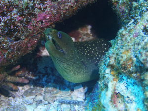 Diving Mosquera Santa Cruz