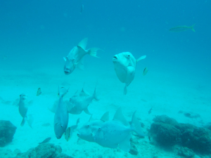 Diving Seymour Galapagos