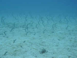 Garden Eels Seymour Channel Galapagos Dive Site