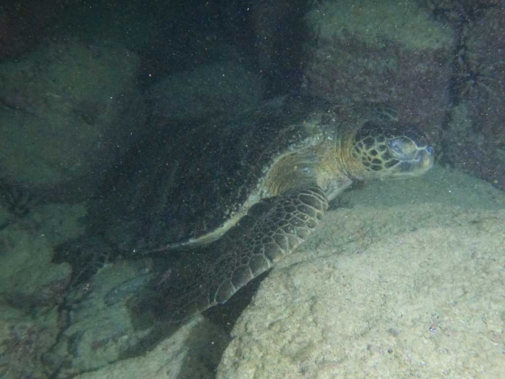 Galapagos customized packages night dive