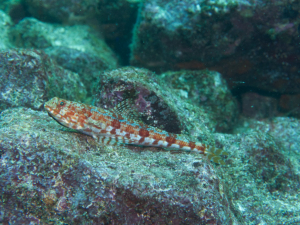 Santa Cruz Dive Site Daphne Galapagos