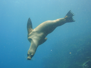 Sea Lions Floreana Dive Site Galapagos
