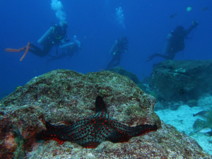 Sea star Diving Mosquera Dive Site