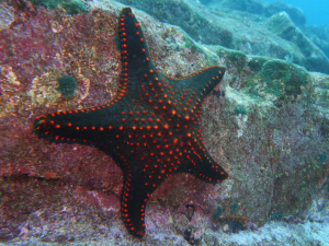 Sea star Seymour Point Dive Site