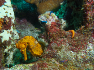 Seahorse Daphne Galapagos Diving