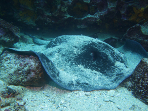 Stingray Daphne Minor Dive Site