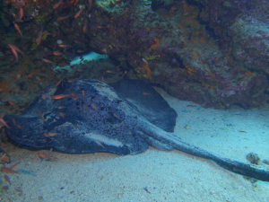 Stingray Dive Site Galapagos Bartolome