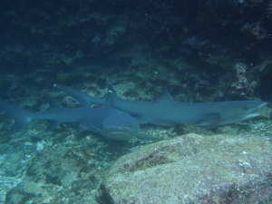 White Tip Reef Shark Daphne Dive Site