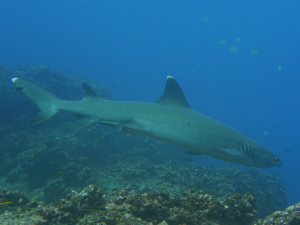 White tip reef shark Floreana Dive Site