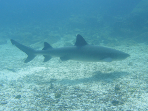 White tip reef shark Seymour Channel Dive Site Galapagos